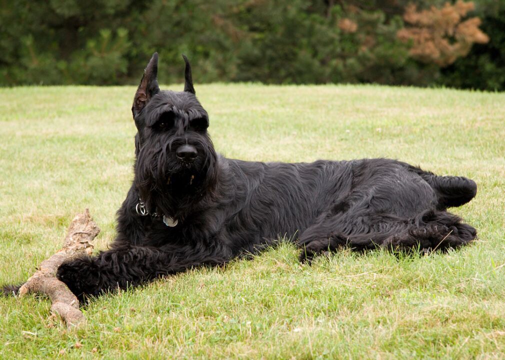#36. Giant schnauzer (tie)